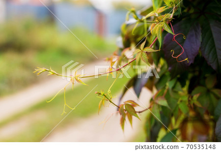 Autumn colored branch of wild grapes with red yellow and green leaves Autumn colored branch of wild grapes with red yellow and green leaves 70535148