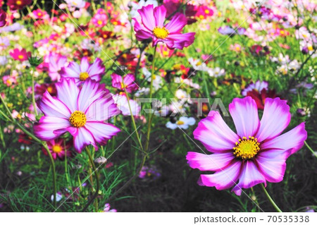 Autumn gorgeous cosmos field 70535338
