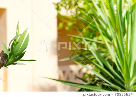 Tropical palm leaves on a wall background of building. 70535634