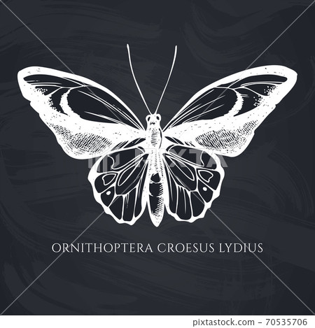 Vector set of hand drawn chalk wallace s golden birdwing 70535706