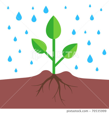 a plant with a root system pours rain a plant with a root system pours rain 70535999