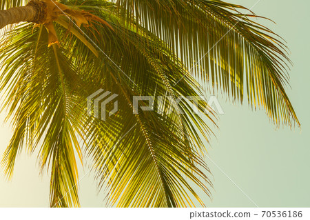 Coconut palm tree leaves over bright sky background 70536186