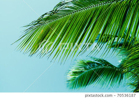 Palm tree leaves over blue sky background 70536187