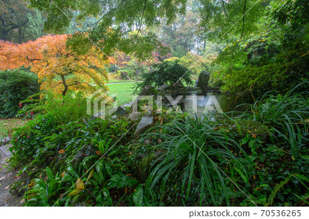 Small pond among nature under tree. japanese maple  and grass 70536265