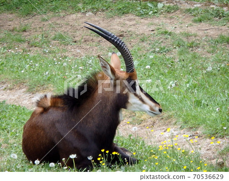Sable antelope Sable antelope 70536629