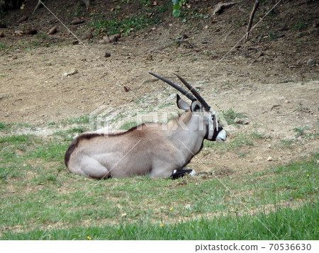 African antelope, gemsbok, African antelope, gemsbok, 70536630