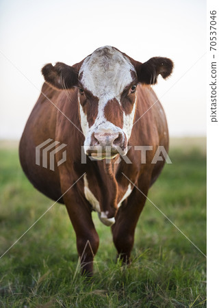 Pampas cows sunset landscape, La Pampa, Argentina Pampas cows sunset landscape, La Pampa, Argentina 70537046