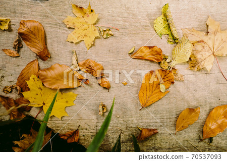 autumn leaves on wooden background 70537093