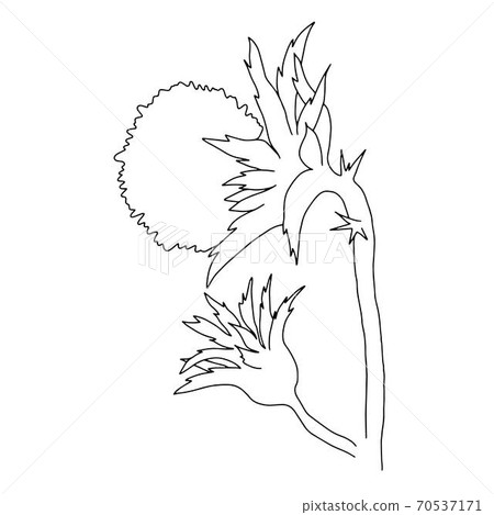Milk thistle wild flower vector outline illustration, simple botanical image in hand drawn style, symbol of Scotland Milk thistle wild flower vector outline illustration, simple botanical image in hand drawn style, symbol of Scotland 70537171