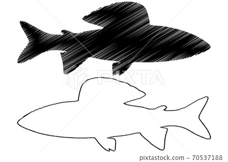 grayling silhouette vector 70537188