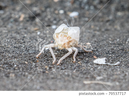Exoskeleton of tropical insects in Vietnam, macro view. 70537717