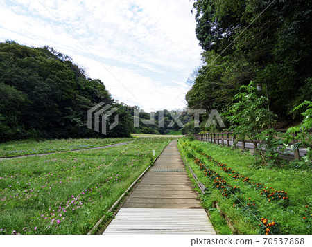 Autumn in the flower country, a famous flower spot in Yokosuka City, Shonan Miura Peninsula Autumn in the flower country, a famous flower spot in Yokosuka City, Shonan Miura Peninsula 70537868