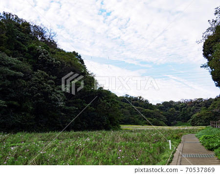 湘南三浦半島橫須賀市花名勝花國秋天 湘南三浦半島橫須賀市花名勝花國秋天 70537869