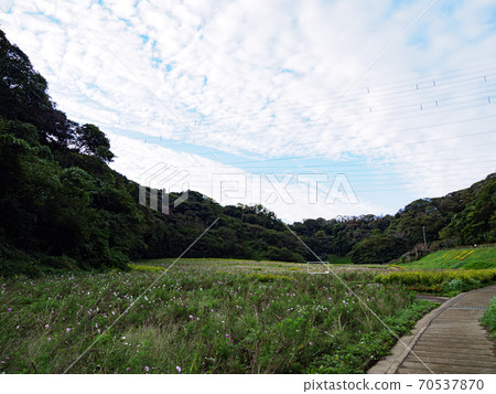 湘南三浦半島橫須賀市花名勝花國秋天 湘南三浦半島橫須賀市花名勝花國秋天 70537870