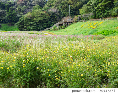 湘南三浦半島橫須賀市花名勝花國秋天 湘南三浦半島橫須賀市花名勝花國秋天 70537871