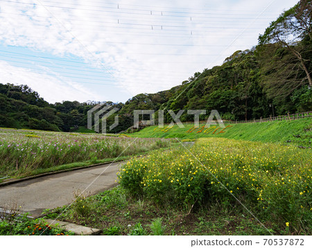 湘南三浦半島橫須賀市花名勝花國秋天 湘南三浦半島橫須賀市花名勝花國秋天 70537872