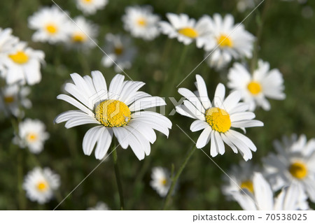 Patch of shasta daisies and a little white spider. Patch of shasta daisies and a little white spider. 70538025