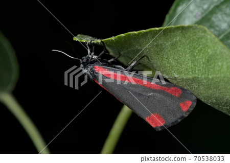Black and Red Cinnabar moth hangs off a leaf with a black background closer in, Tyria jacobaeaeed 70538033