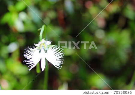 Sagikusa Sagikusa 70538086