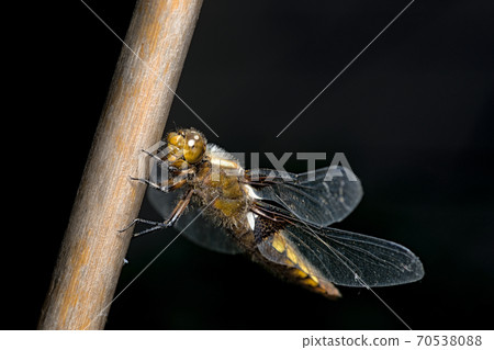 Macro close up side view of female broad bodied chaser perched on bamboo. Brown large dragonfly. Macro close up side view of female broad bodied chaser perched on bamboo. Brown large dragonfly. 70538088