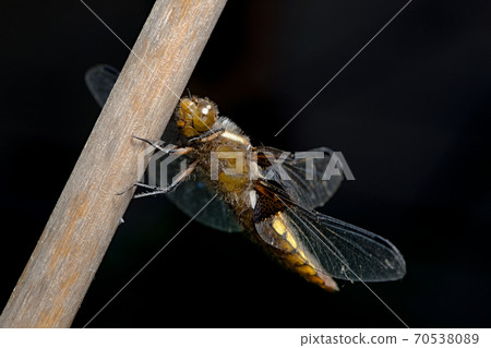 Macro close up side view of female broad bodied chaser perched on bamboo. Brown large dragonfly. Macro close up side view of female broad bodied chaser perched on bamboo. Brown large dragonfly. 70538089
