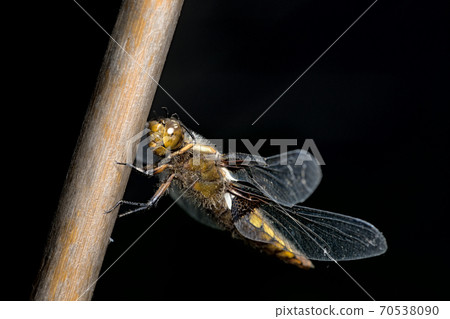 Female broad bodied chaser dragonfly raises front legs above face as she perches on bamboo. Plain black background Female broad bodied chaser dragonfly raises front legs above face as she perches on bamboo. Plain black background 70538090