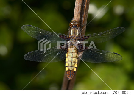 Detailed image of the body patterns of a female broad bodied chaser dragonfly. Detailed image of the body patterns of a female broad bodied chaser dragonfly. 70538091