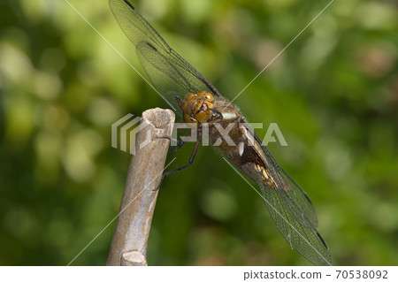 Female broad bodied chaser dragonfly grooms face while resting on bamboo, Female broad bodied chaser dragonfly grooms face while resting on bamboo, 70538092