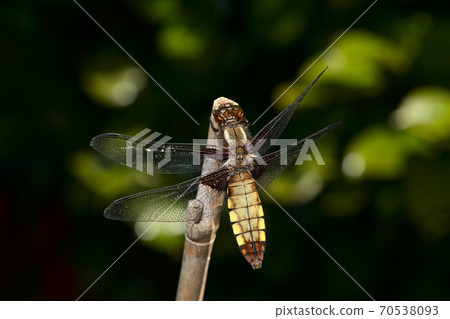 Female broad bodied chaser dragonfly on bamboo Female broad bodied chaser dragonfly on bamboo 70538093