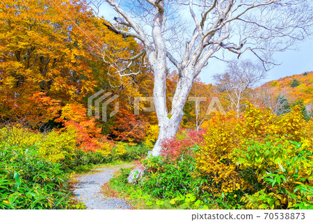 The path of autumn leaves on the Zao plateau 70538873