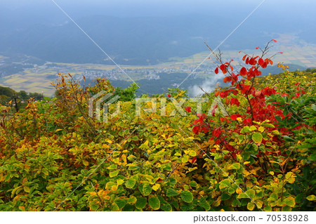 A fruit field 70538928