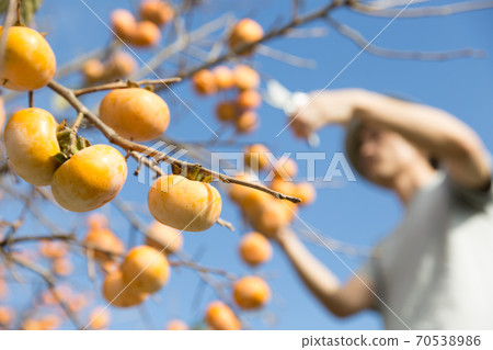 A farmer who harvests persimmons with pruning shears 70538986