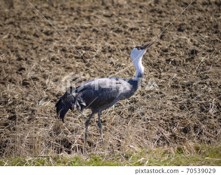 白頭鶴 白頭鶴 70539029