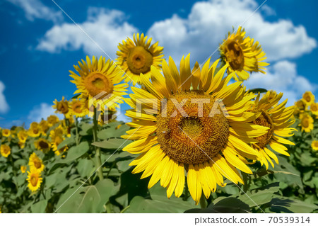 向日葵 向日葵 70539314