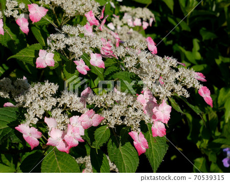 Satoshi繡球節 70539315