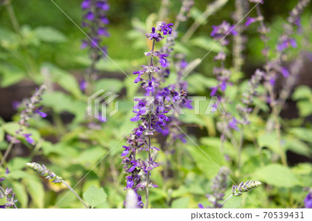 Lavender sage Scientific name: Salvia'Indigo Spires' Another name: Monkey 70539431
