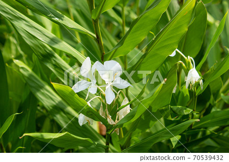 Hedychium coronarium Scientific name: Hedychium coronarium Also known as Hedychium coronarium 70539432