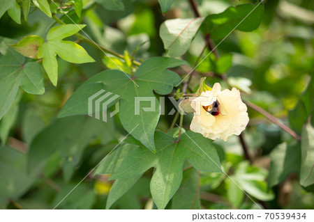 Cotton flower Scientific name: Gossypium nanking (Japanese native species), taken in autumn, Japan 70539434