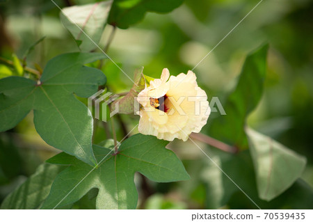 Cotton flower Scientific name: Gossypium nanking (Japanese native species), taken in autumn, Japan 70539435
