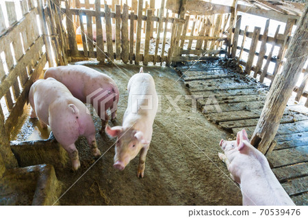 Swine pig traditional organic farm soil floor 70539476