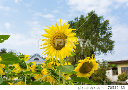 Spring of sunflower blooming garden 70539483