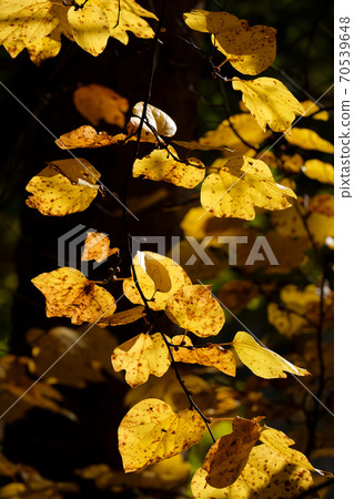 Golden shining leaves of Lindera obtusiloba Golden shining leaves of Lindera obtusiloba 70539648
