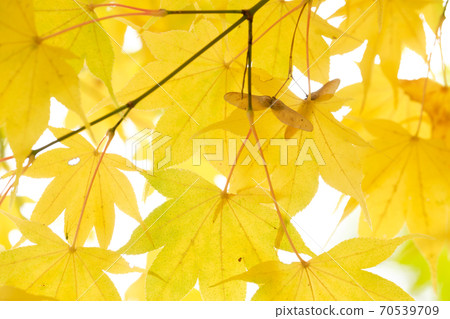 The yellow leaves of Homonidgeum 70539709