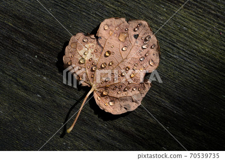 Drops of rain on fallen leaves 70539735
