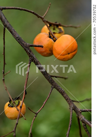 柿子生長在山村里 柿子生長在山村里 70539782