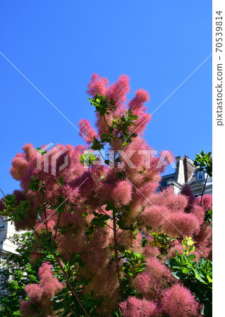 Smoke tree under the blue sky (Smoke tree) 70539814
