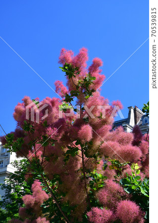 Smoke tree under the blue sky (Smoke tree) 70539815