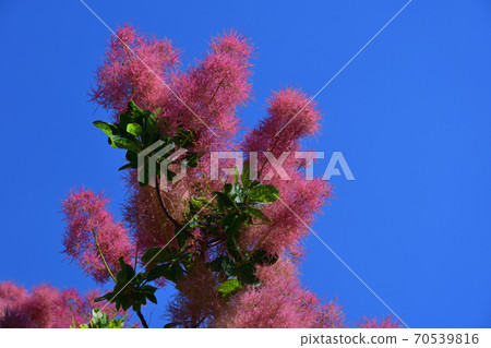 Smoke tree under the blue sky (Smoke tree) 70539816