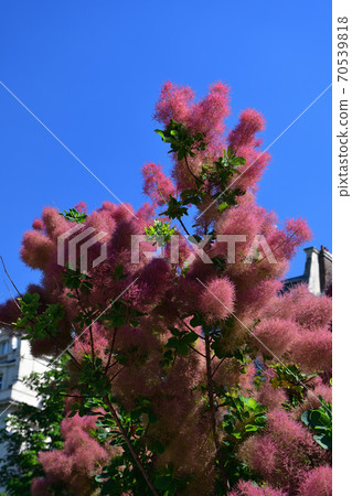 藍藍的天空下煙樹(Hagmanoki) 藍藍的天空下煙樹(Hagmanoki) 70539818