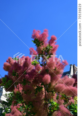 Smoke tree under the blue sky (Smoke tree) 70539819